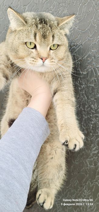 Britianskiy shinshilla