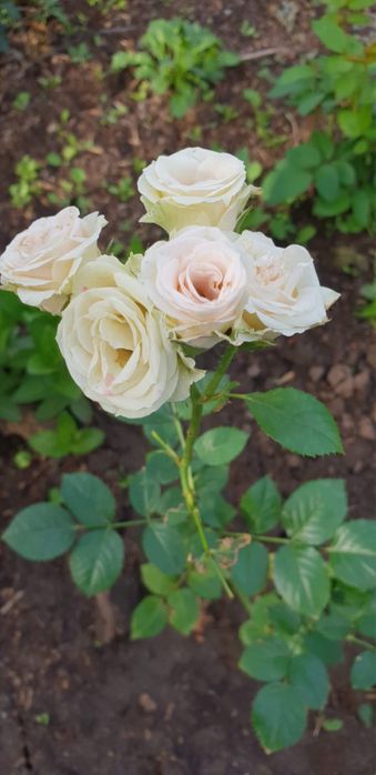 продажа саженцев