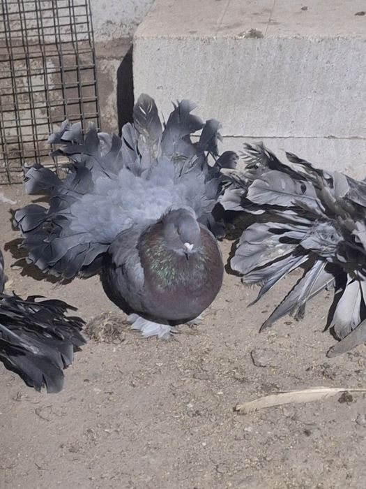 Fazani argintii și voltati indieni