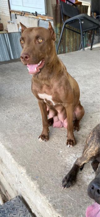 Продам щенков Американского Питбуля