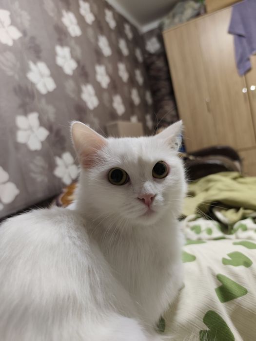 Отдам белую кошечку в добрые руки