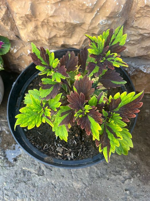 колеусы Разные         цветы.