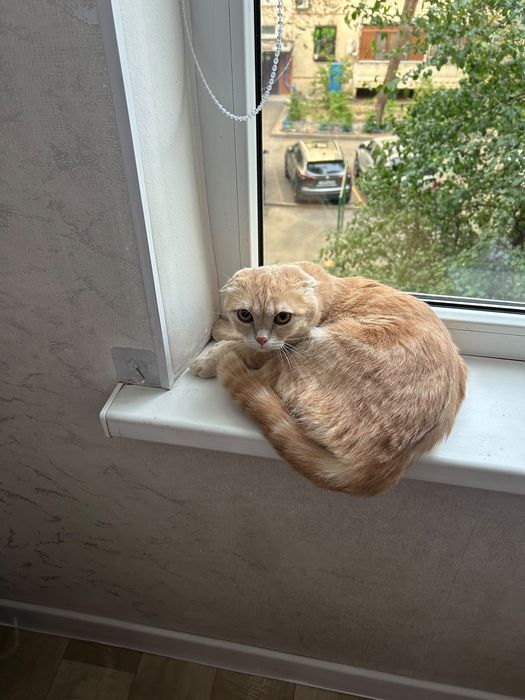 Шотландский фолд кошка