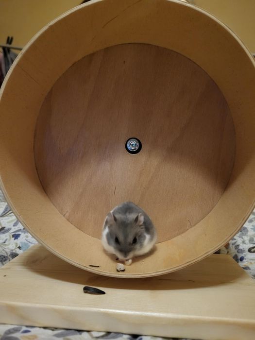 Roata hamster diametru 20cm