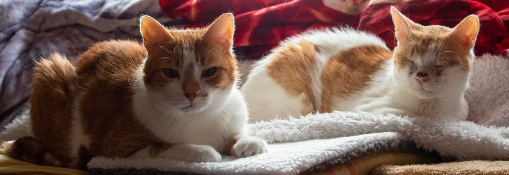 Pet sitting and boarding