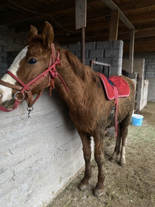 Тай сатылады срочно