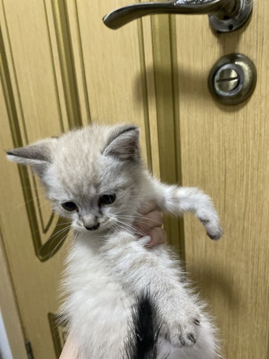 котенок 1.5 месяца. ручной