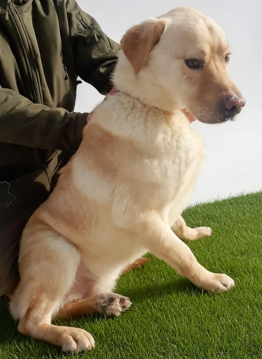 ПорОдиСтыЕ соБаЧки в приюте