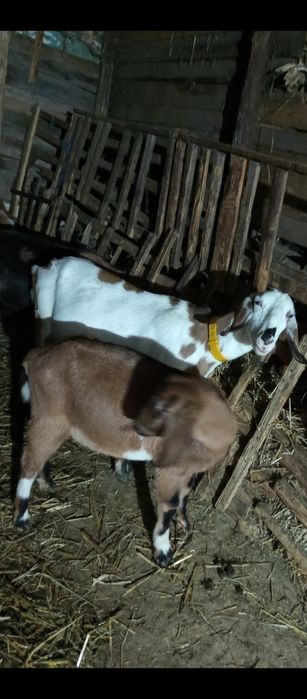 Vând o capră și o iadă anglo nubiene