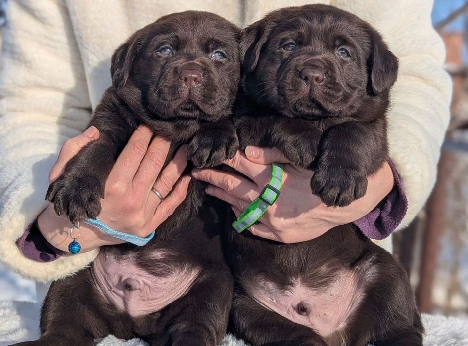 Милейшие Щенки Лабрадора