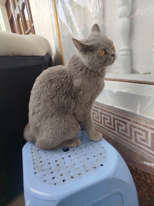Yaxshi mushuk soğlom erkak