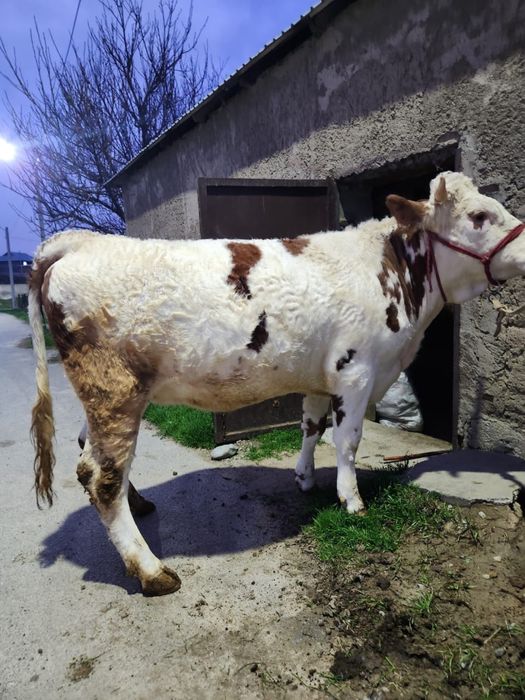 Продается нетель чисто породная сементал