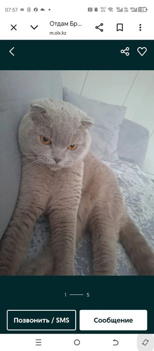 Отдам британца в добрые руки