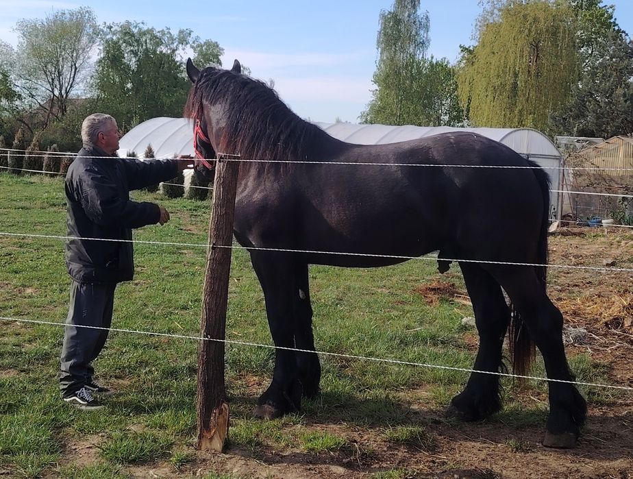 Mânz de 2 ani Percheron