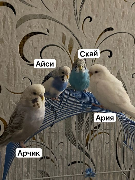 продам попугаев, клетки, стенды, все вместе 30к