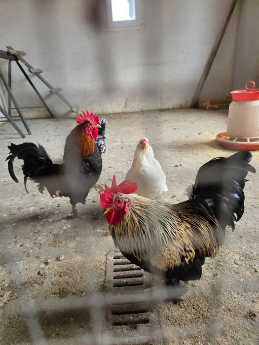 Pui găinușe pitice de 1 săptămână