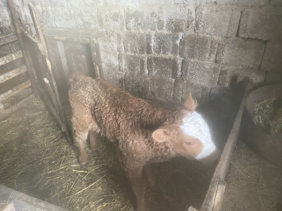 Vand vitei , 2 masculi , 2 femele