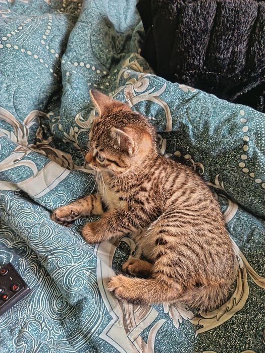 Продается котёнок, мальчик, почти 2 месяца