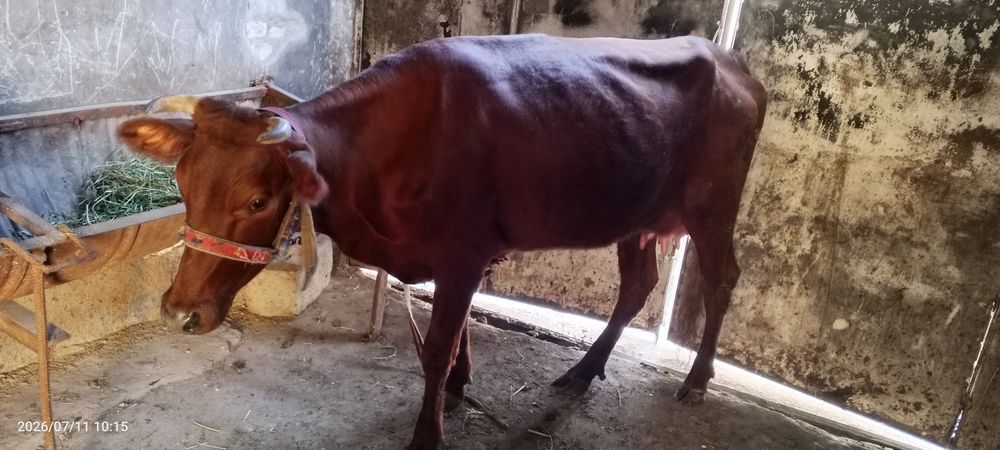 Ona bola sigir sotiladi