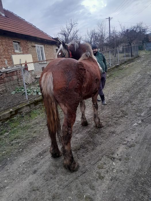 Vând mânză de 4 ani și o mânză frumoasă de 2 ani