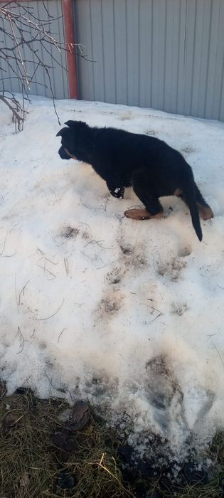 Подрощенные щенки немецкой овчарки