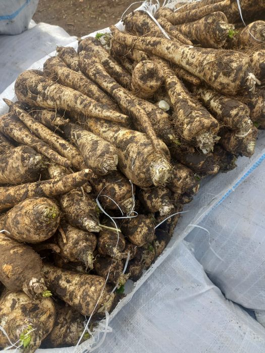 Vând Pătrunjel Pastarnac