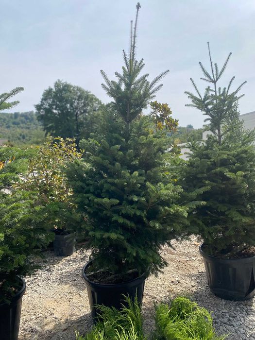 Plante ornamentale pentru spații comerciale