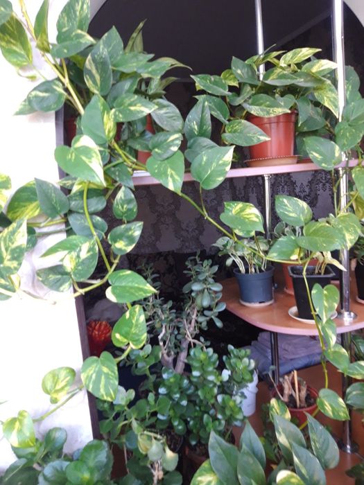 Продам вьющиеся растения(сциндапсус пятнистый)