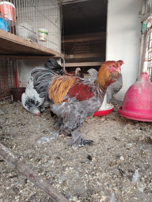 Cocosi Brahma diferite varietati