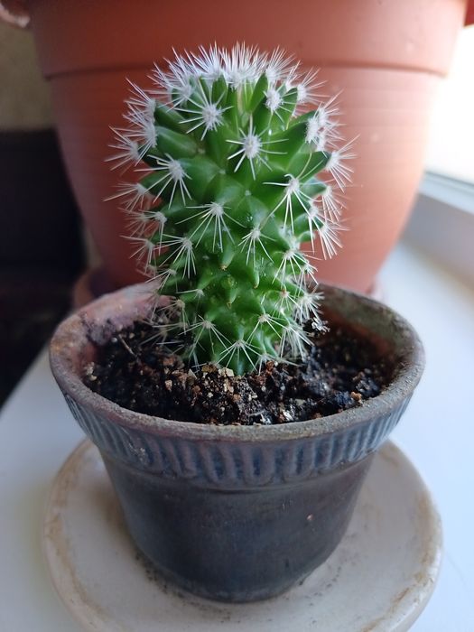 Кактус в горшке продам
