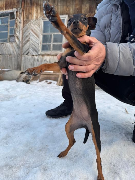 ЦвергПинчер шенки