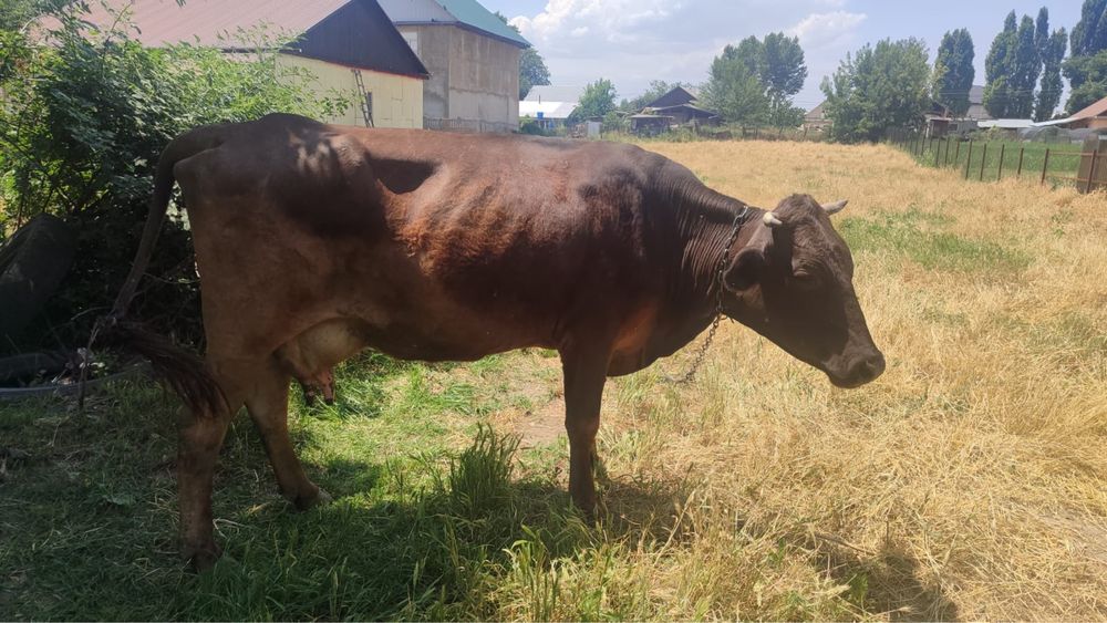Продам корову дойную