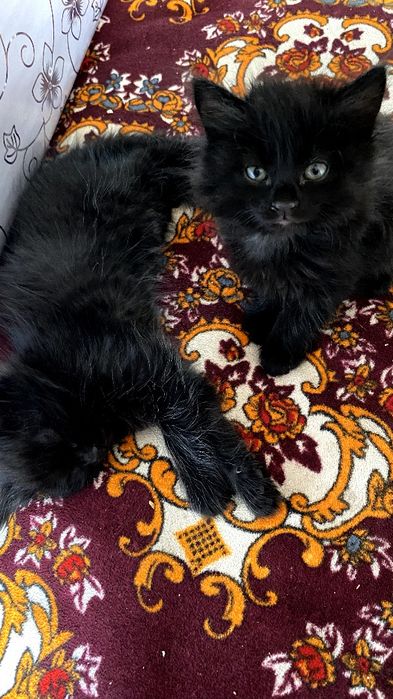 3 ta qora mushuk hadiyaga