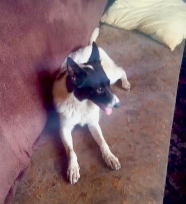 Отдам в добрые руки