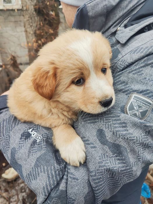 Милые щенята, девочки