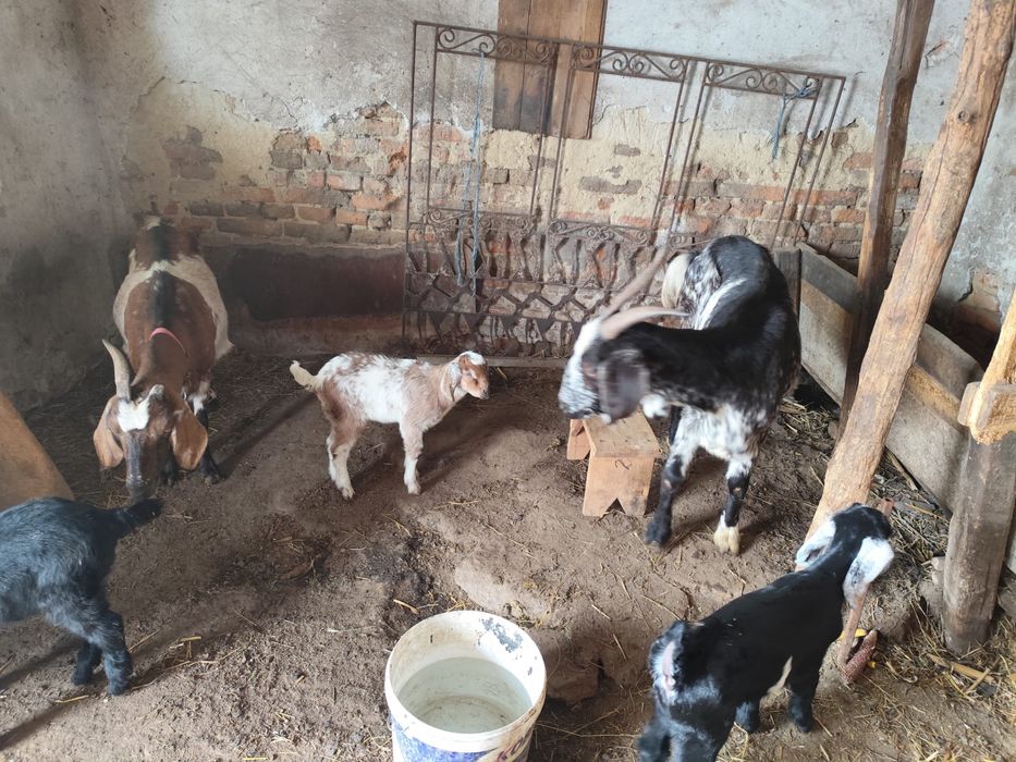 Capre metisane cu tapisori