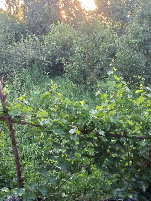 Ховли жой сотилади