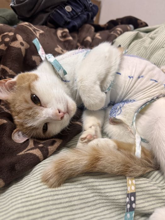 Отдам кошечек в добрые руки