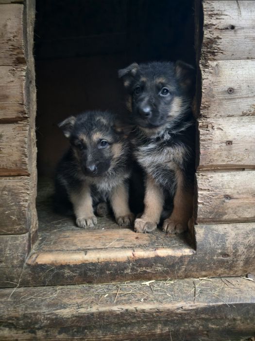 Продам щенков немецкой овчарки