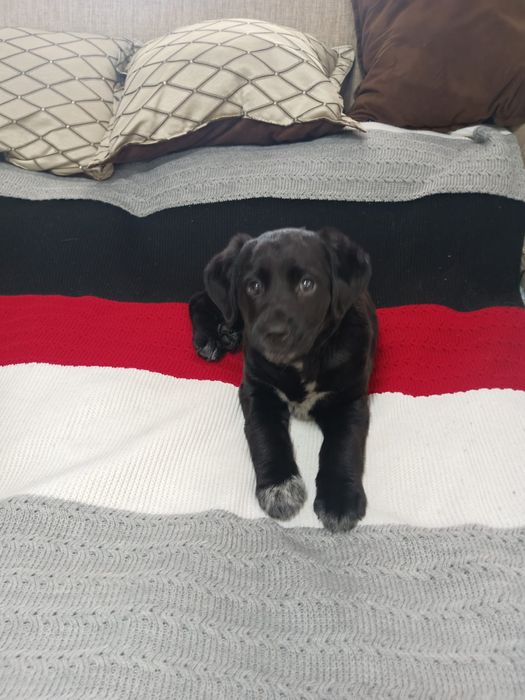 Лабрадор ретривер