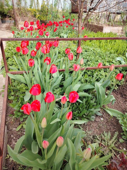 Тюльпаны, ,Казииту