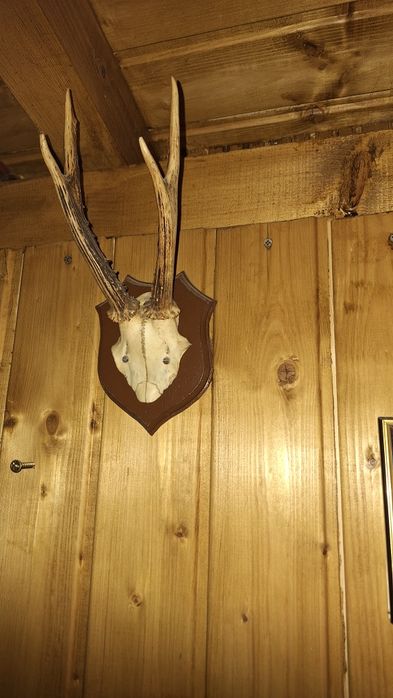 Vând trofee căprior