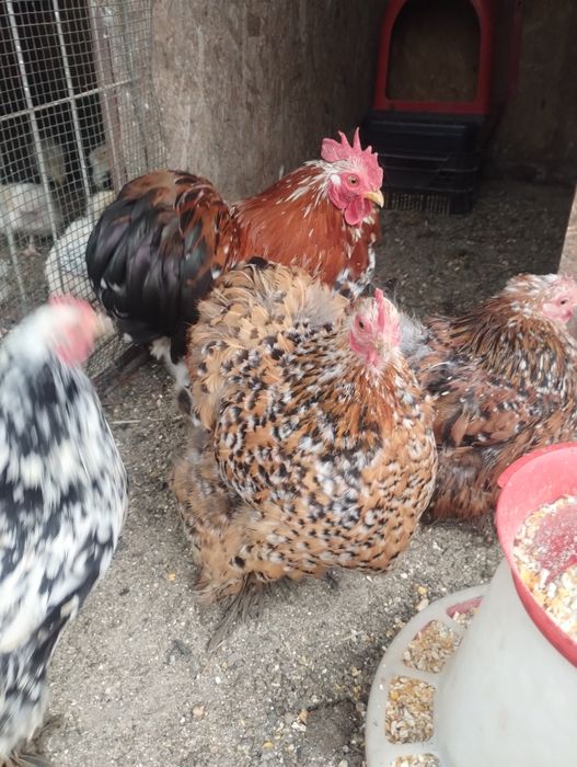 Ouă de incubat conchin pitic