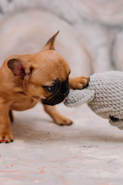 Продается девочка французского бульдога