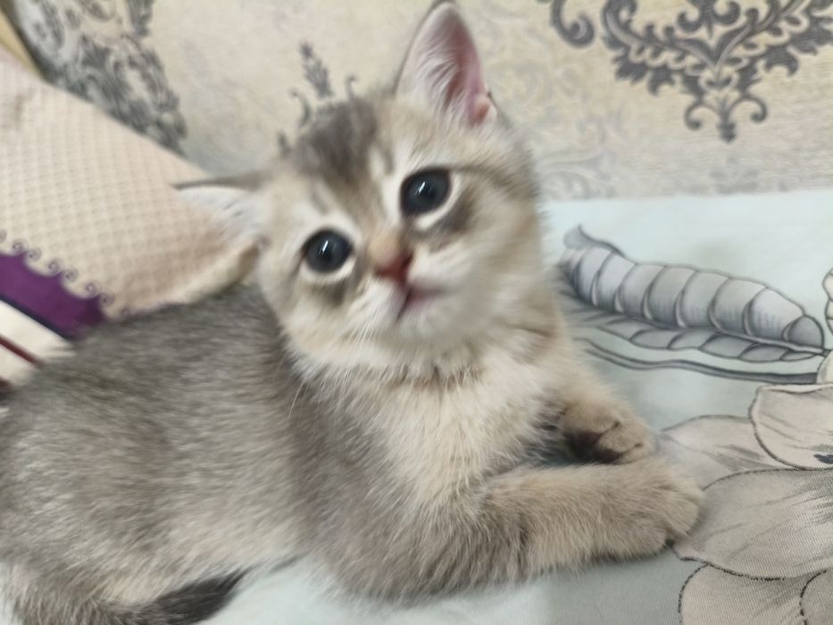 Продаётся котёнок шотландский  Scottish Straight  мальчик