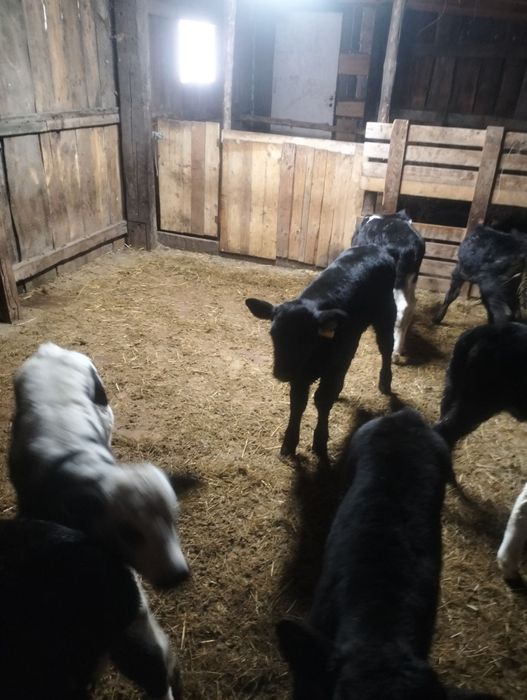 Продам телят 13голов