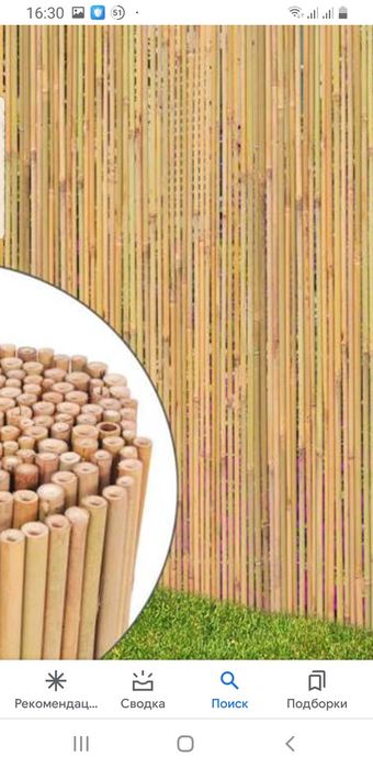 Продам стебли Камышового Бамбука 2023 года урожая.