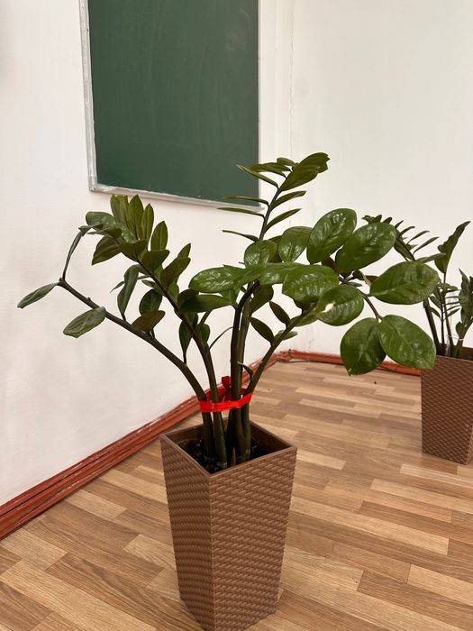 Продам комнатные цветы