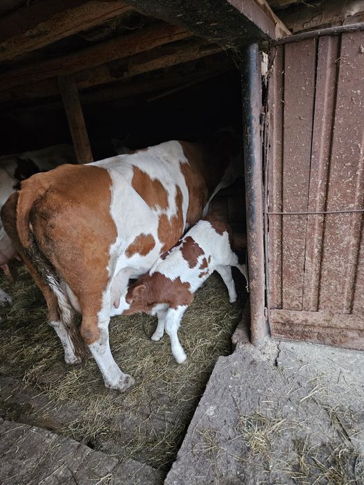 Vacă bălțată cu vițea