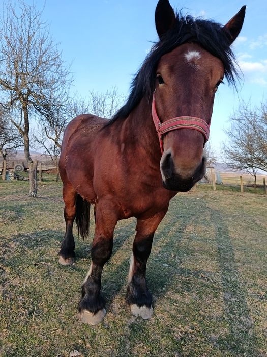 Harmăsar de vânzare.